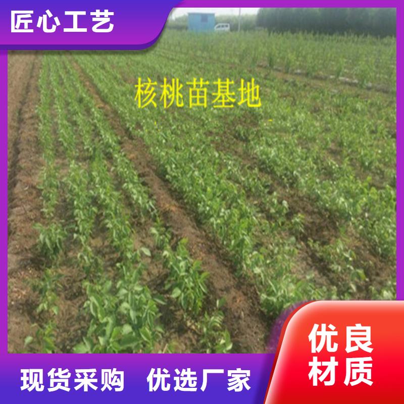 核桃苗_阳光玫瑰葡萄树苗核心技术