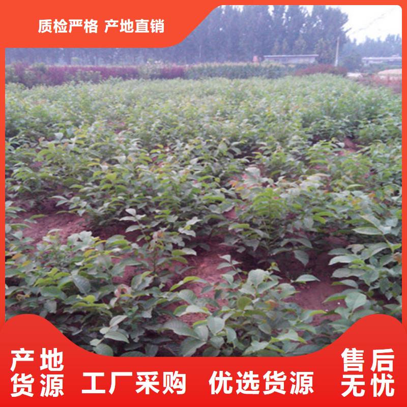 核桃苗 蜂糖李子树苗厂家