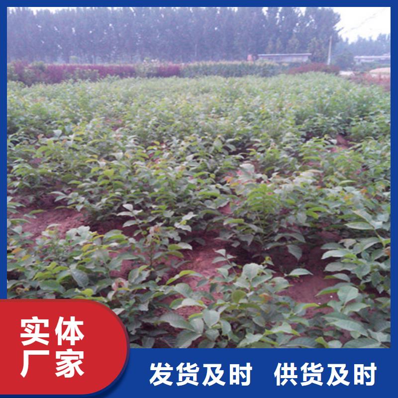 核桃苗-大棚草莓苗商家直供