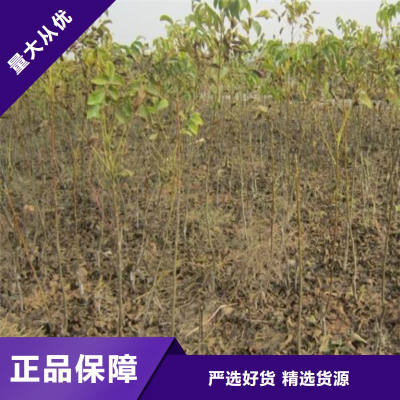 核桃苗【红蜜桃树苗】规格型号全