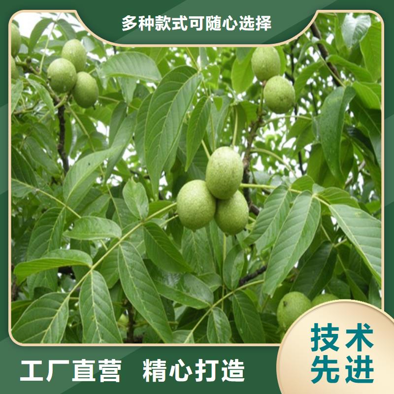 核桃苗红肉西梅精工细致打造