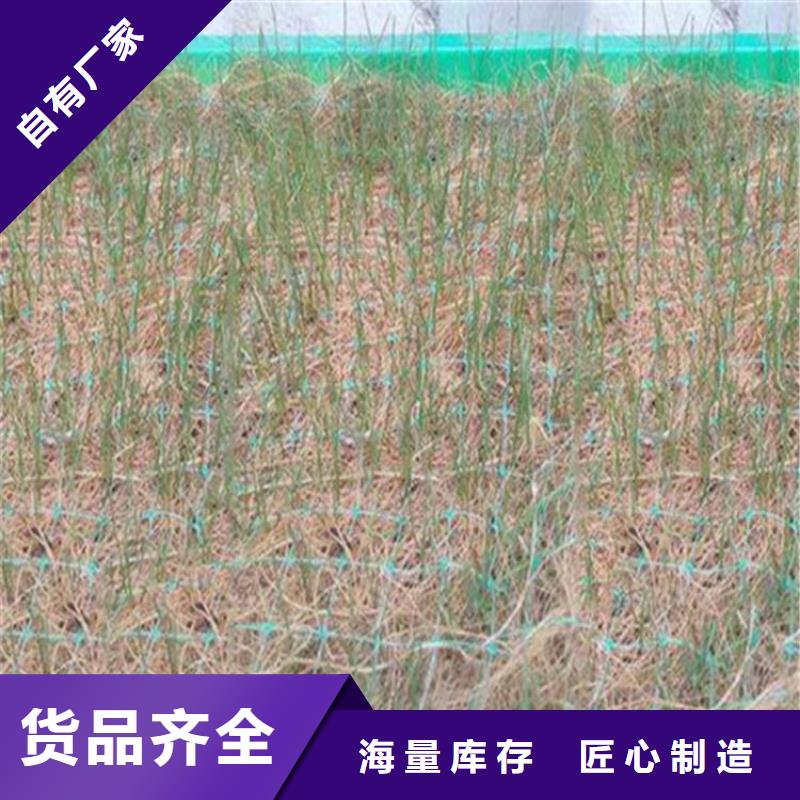 护坡植被植草毯护坡绿化毯