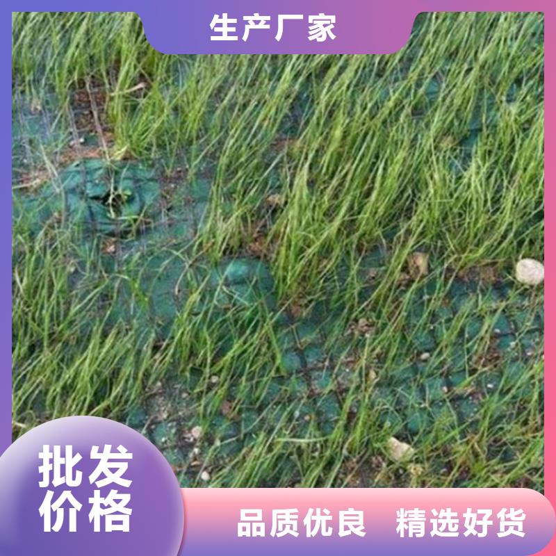 水保抗冲生物毯环保草毯