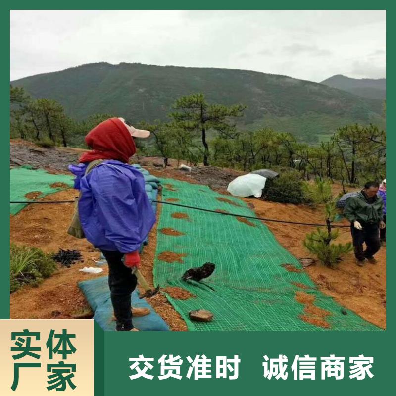 椰丝植生毯厂家价格行情