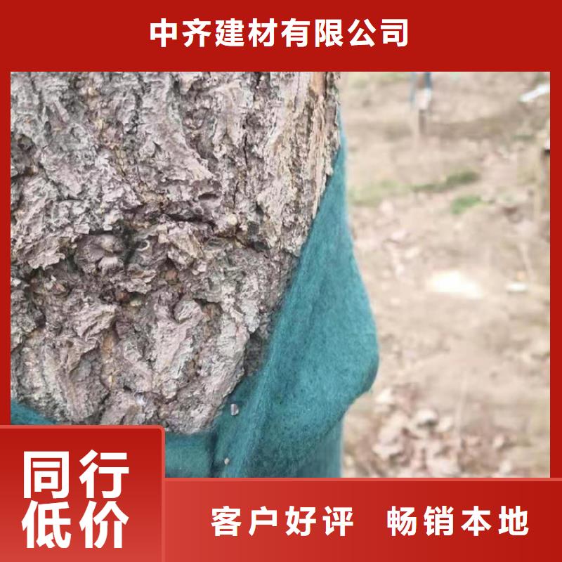 树木包树布裹树布