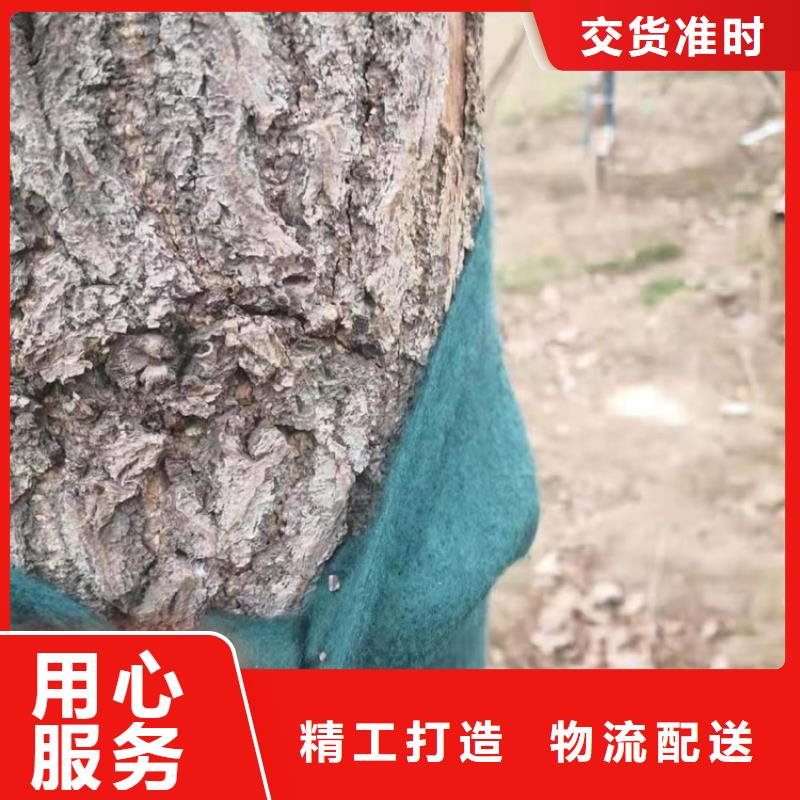 包树布缠树毡