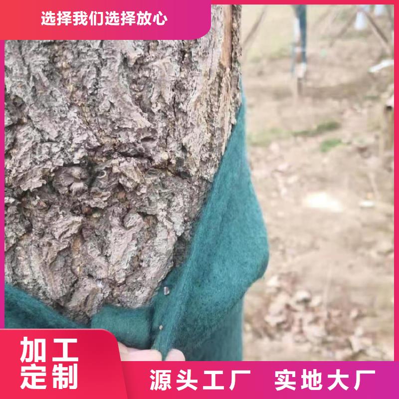 保温保湿棉大树绿色防冻布