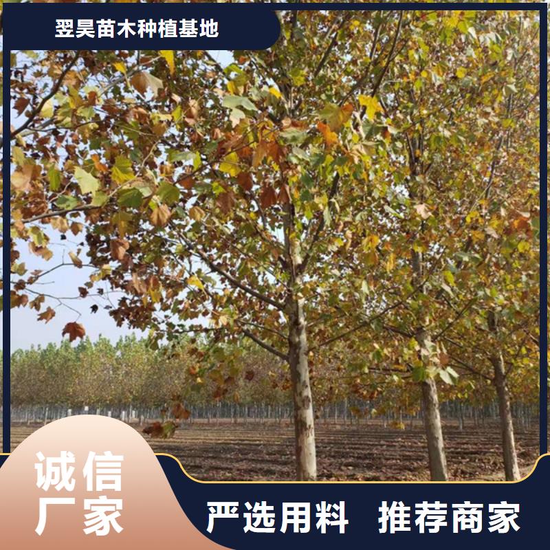 法桐价格质量放心法桐基地