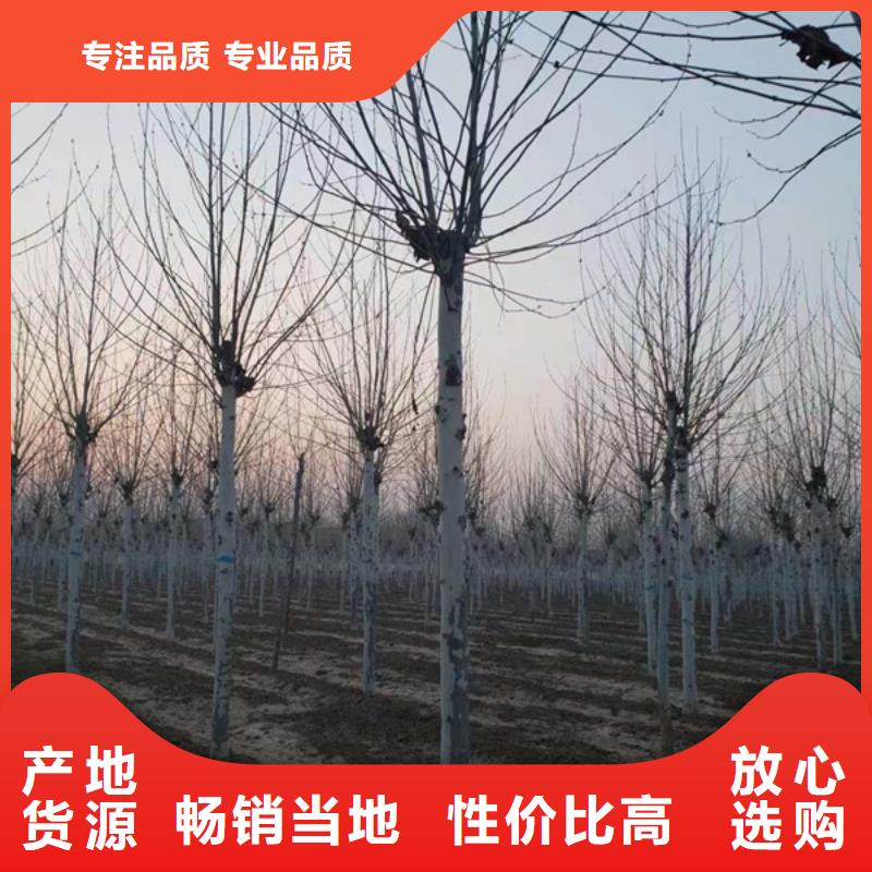 法桐价格种植基地法桐基地