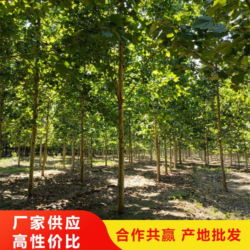 10公分法桐价格合理法桐