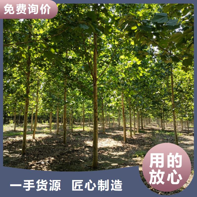 法桐价格种植基地法桐