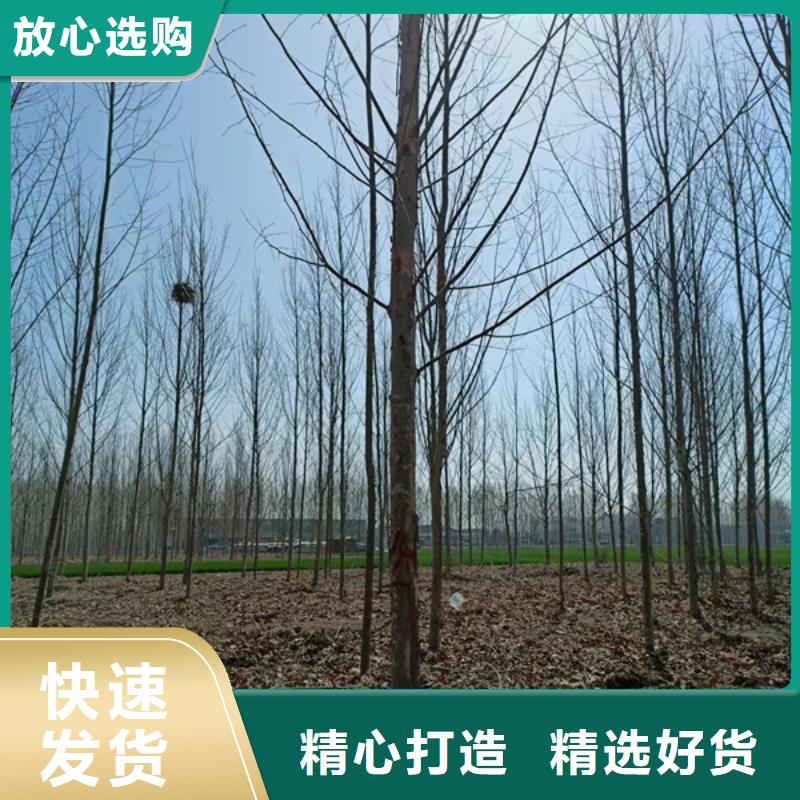 法桐价格优惠法桐基地