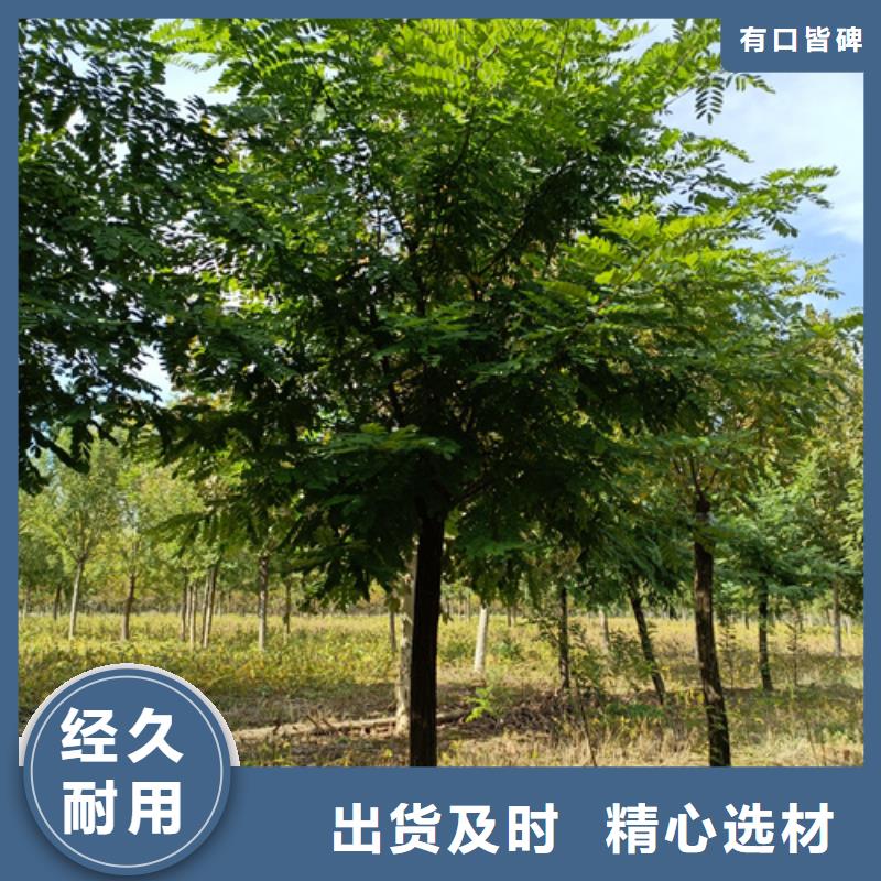 法桐行情找翌昊苗木种植基地