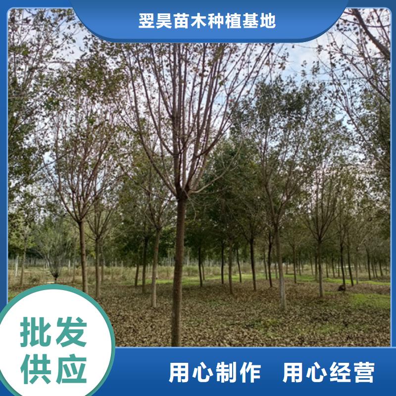 法桐小苗品牌-报价_翌昊苗木种植基地