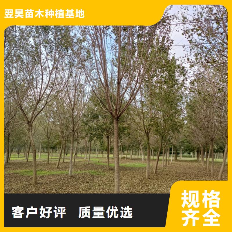 法桐价格种植基地绿化苗木