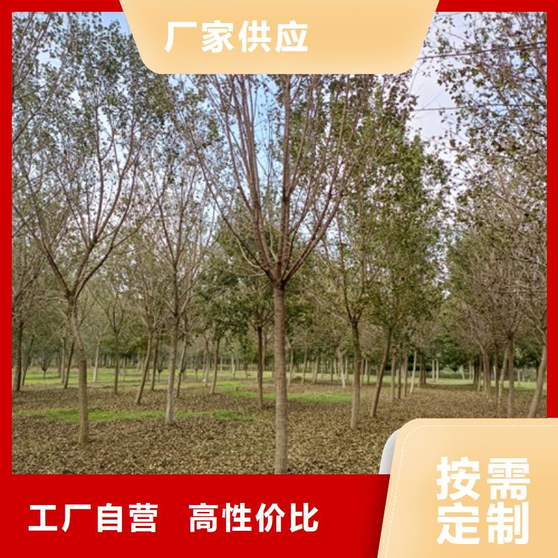造型法桐质量保证绿化乔木