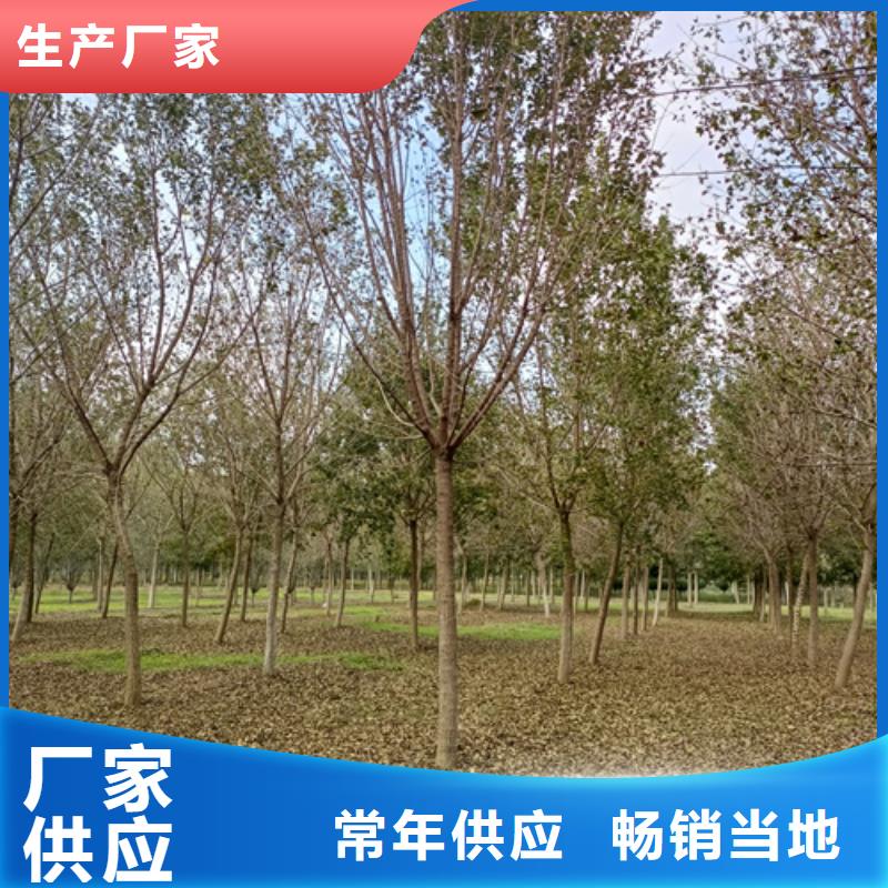 法桐小苗价格品牌:翌昊苗木种植基地