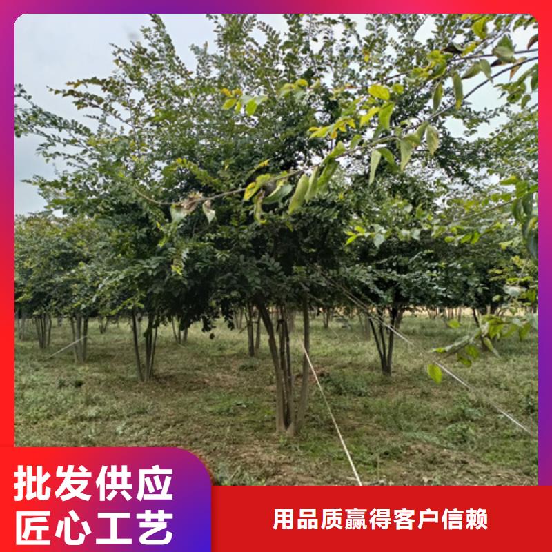 法桐小苗种植基地绿化苗木