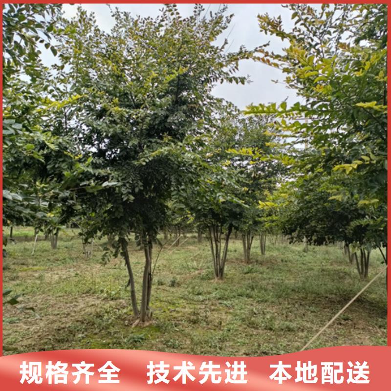 法桐小苗质量放心苗木基地