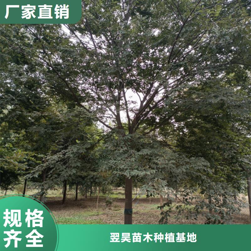 造型法桐种植基地绿化乔木