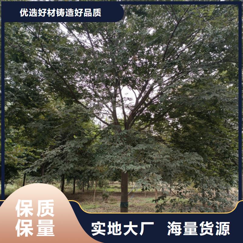 购买法桐认准翌昊苗木种植基地