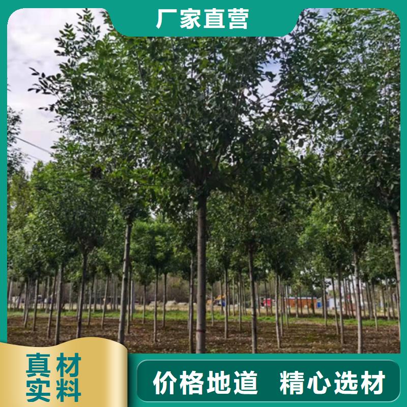 法桐行情口碑推荐-翌昊苗木种植基地