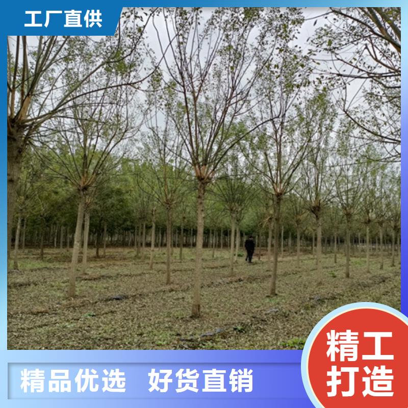 法桐小苗供应商可定制