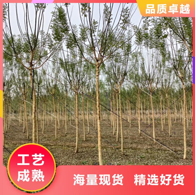 法桐小苗种植基地苗木基地