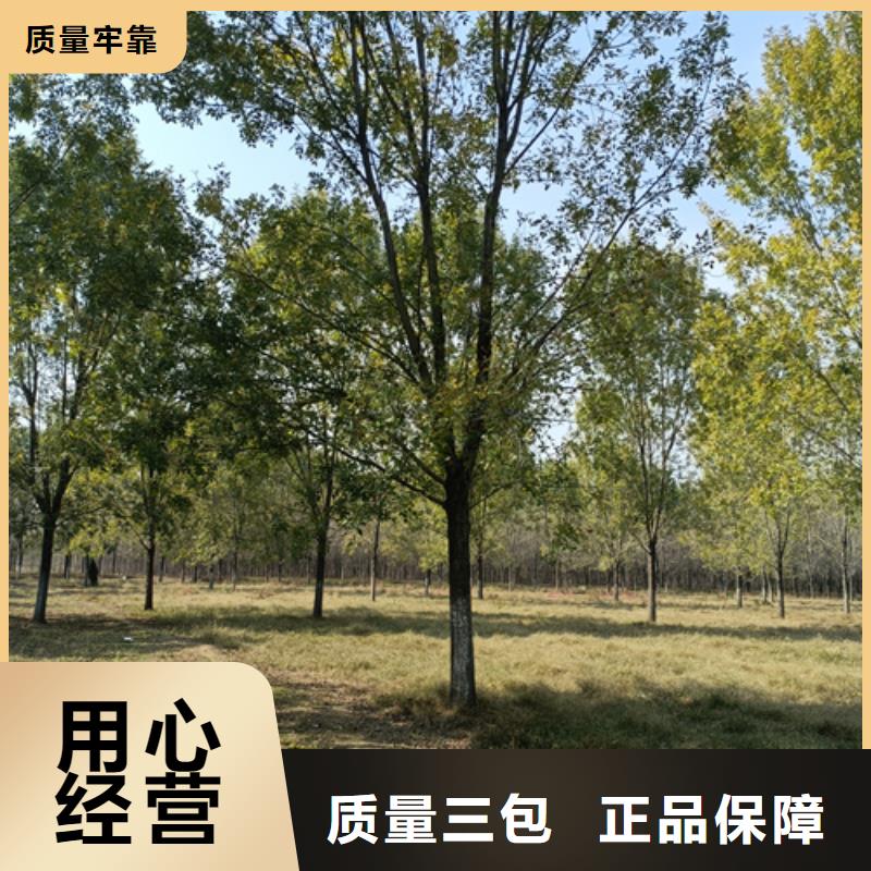 法桐小苗-可寄样品