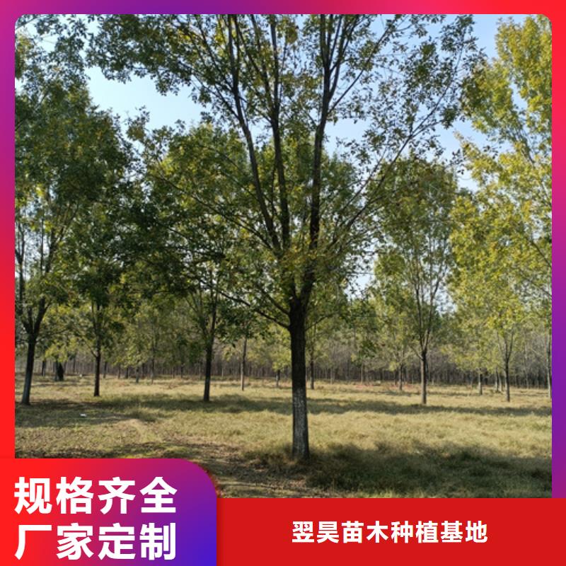 法桐价格种植基地绿化苗木