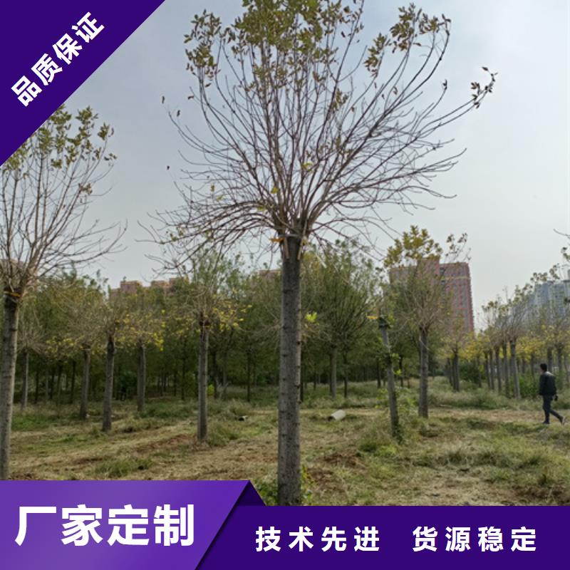 造型法桐厂家-认准翌昊苗木种植基地