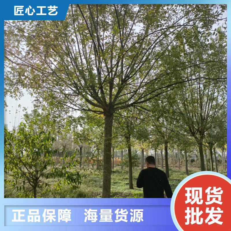 法桐小苗价格品牌:翌昊苗木种植基地