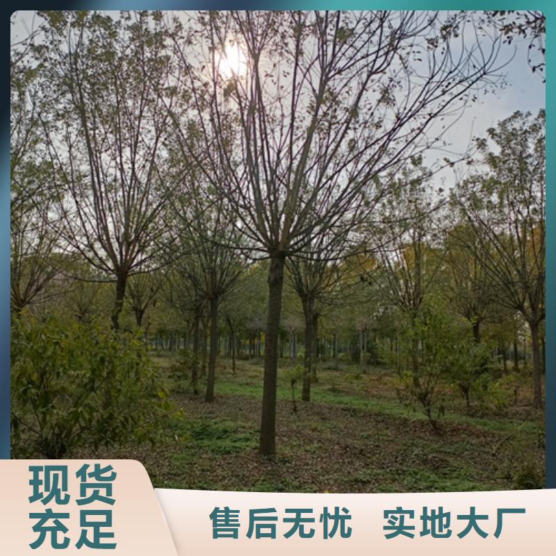 法桐行情定做_翌昊苗木种植基地