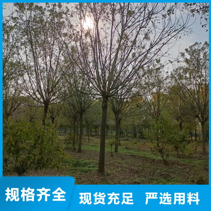 买法桐认准翌昊苗木种植基地