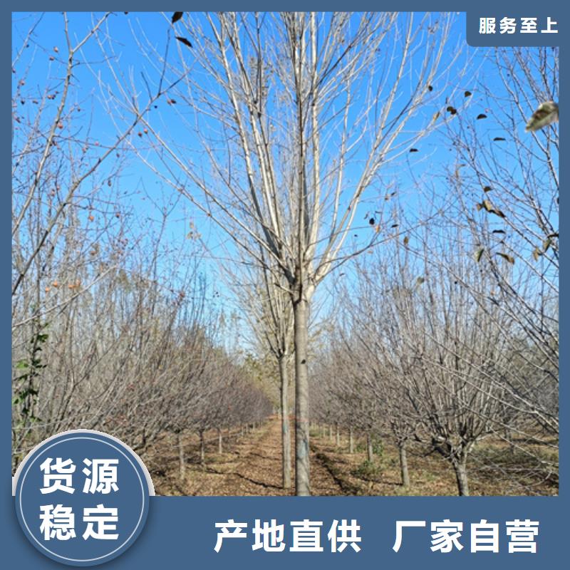 法桐行情口碑推荐-翌昊苗木种植基地