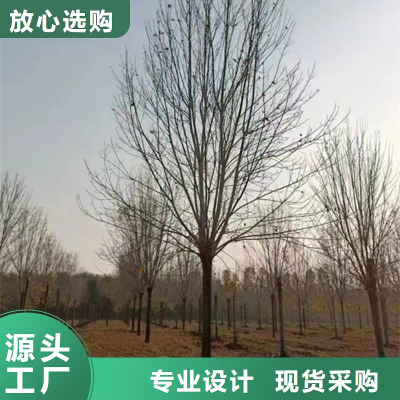 法桐小苗种植基地绿化苗木