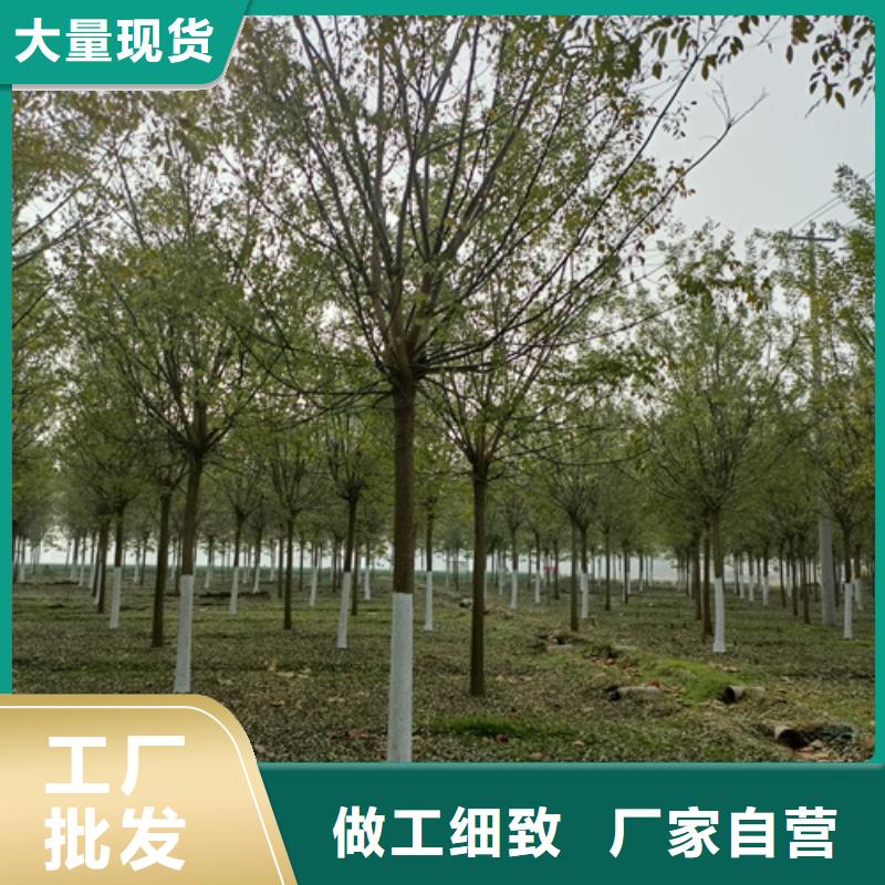 法桐小苗种植基地绿化苗木