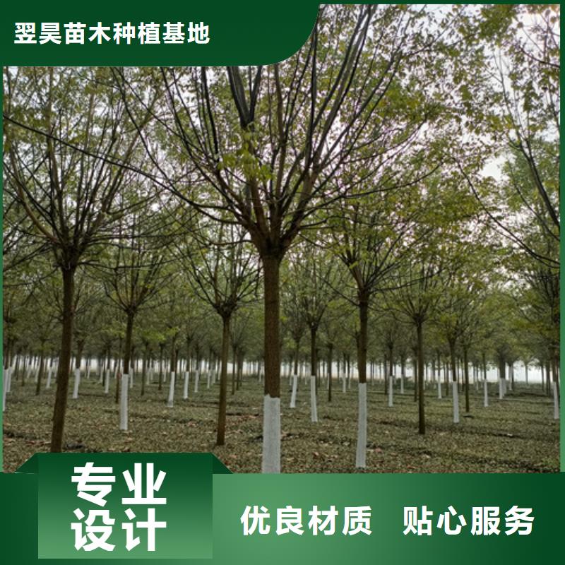 法桐价格低绿化苗木