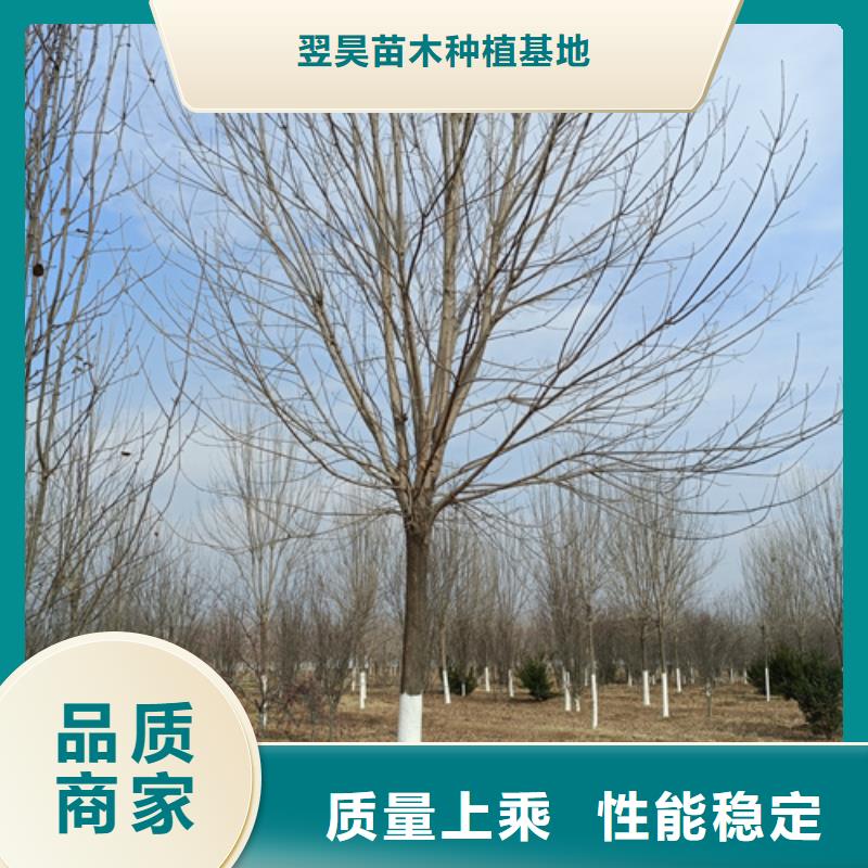 速生法桐定做_翌昊苗木种植基地