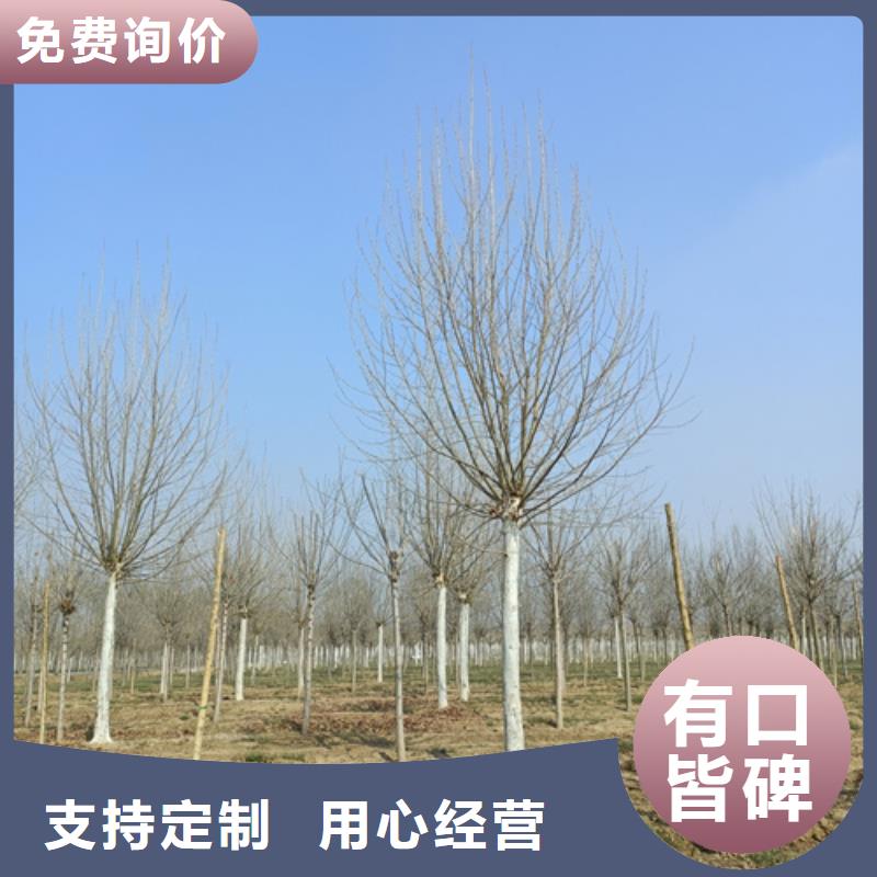 质优价廉的速生法桐基地