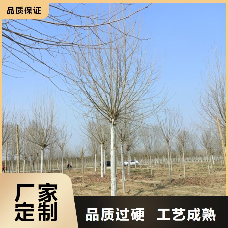 法桐行情种植基地绿化乔木