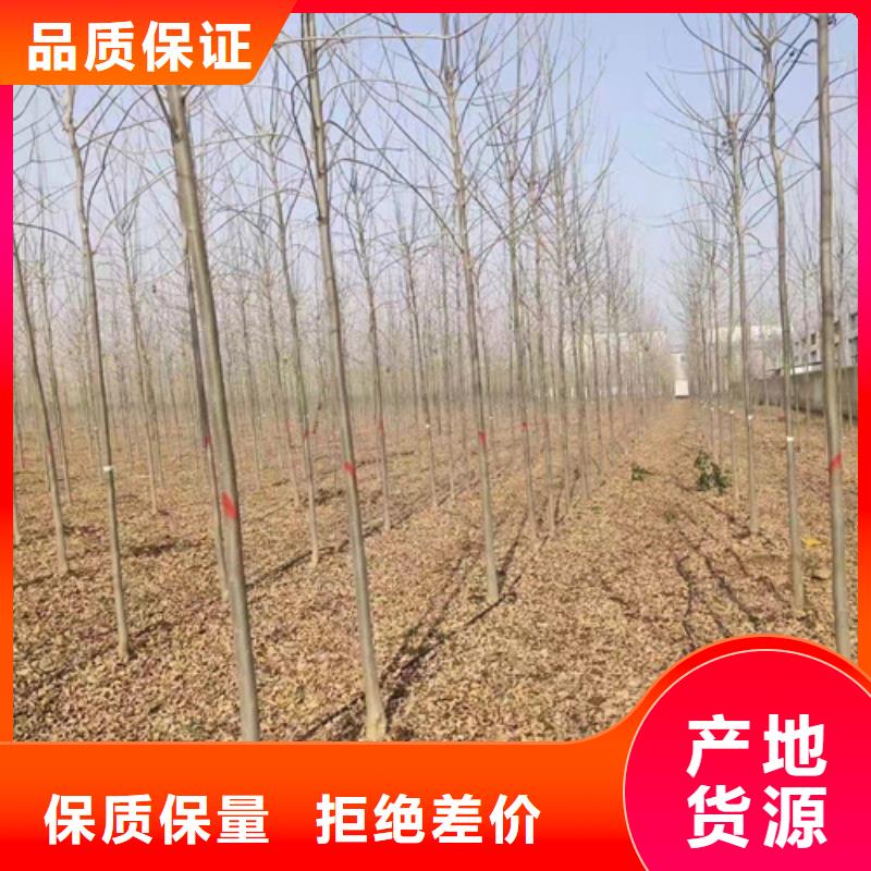 法桐小苗种植基地苗木基地