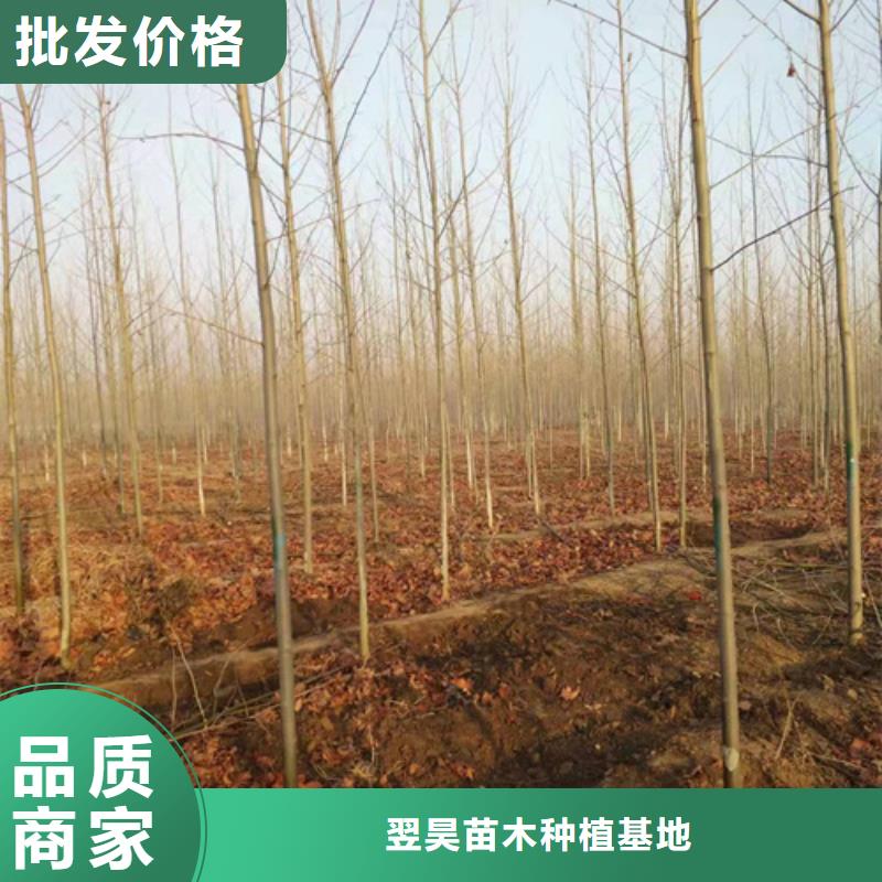 法桐小苗价格品牌:翌昊苗木种植基地