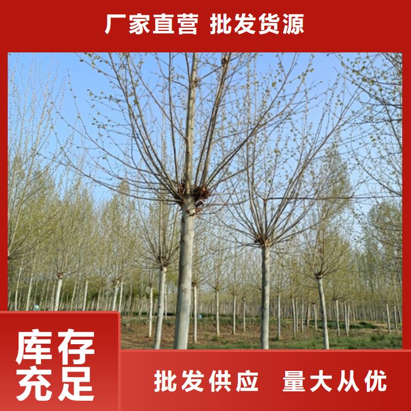 法桐厂家-只为制造精品