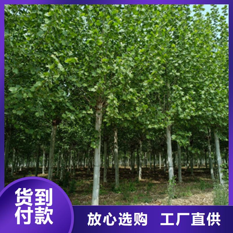 速生法桐价格品牌:翌昊苗木种植基地