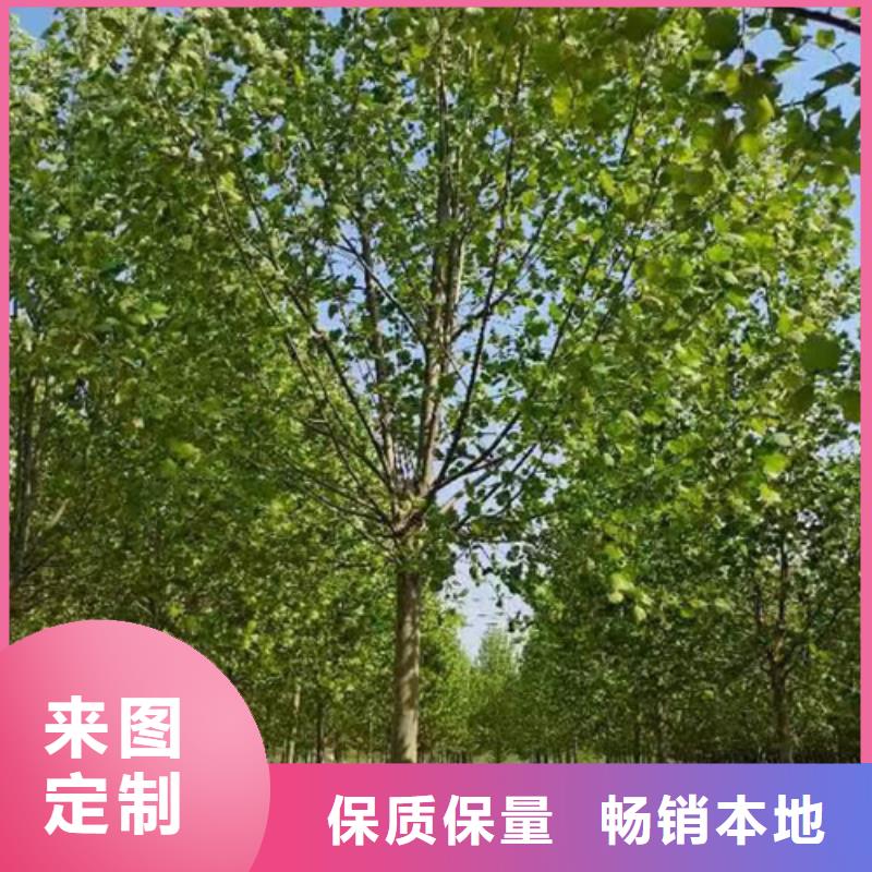 法桐小苗省心可靠