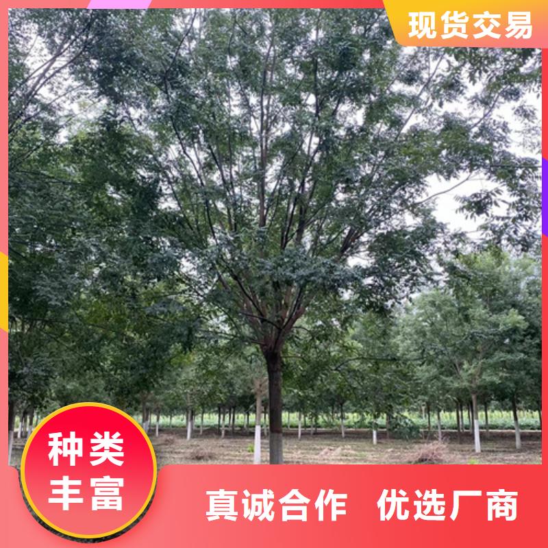 法桐价格-定制_翌昊苗木种植基地