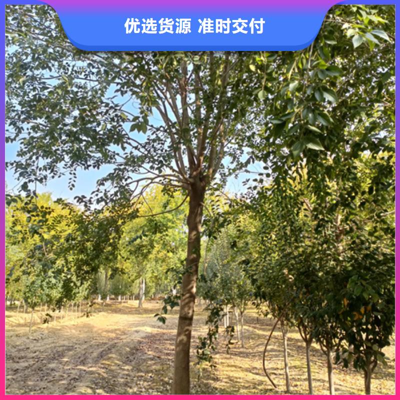 选购法桐行情找翌昊苗木种植基地