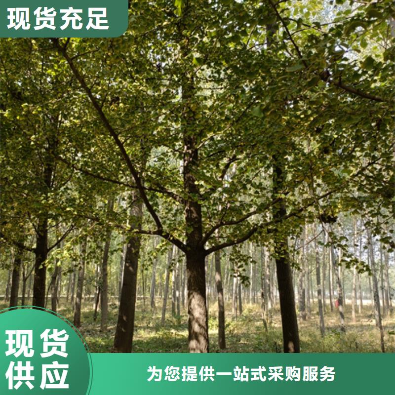 造型法桐价格优绿化乔木