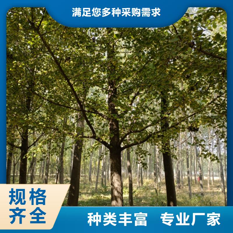 法桐价格-定制_翌昊苗木种植基地